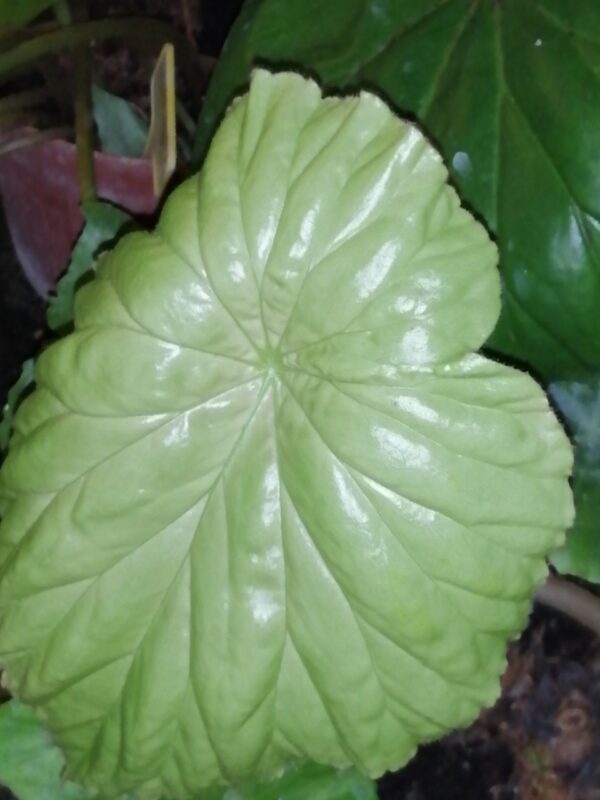 Begonia nelumbiifolia