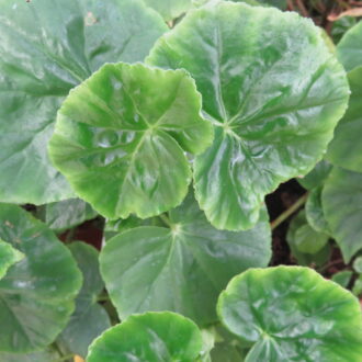 Begonia odorata