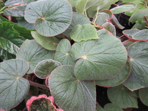Begonia paleata