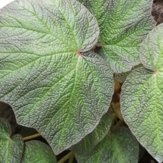 Begonia Art Hodes