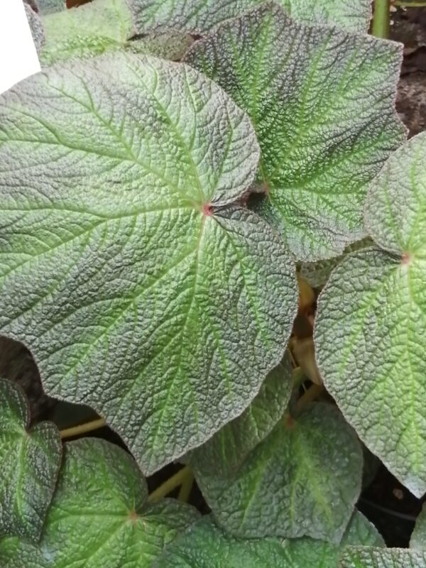 Begonia Art Hodes