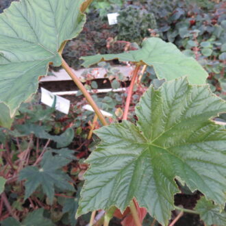 Begonia paranaensis