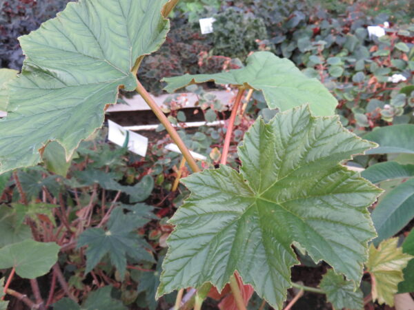 Begonia paranaensis