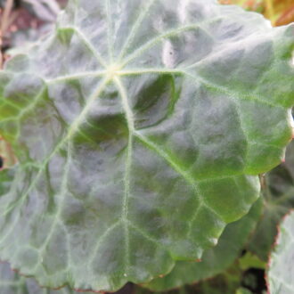 Begonia paulensis