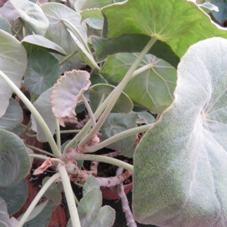 Begonia peltata
