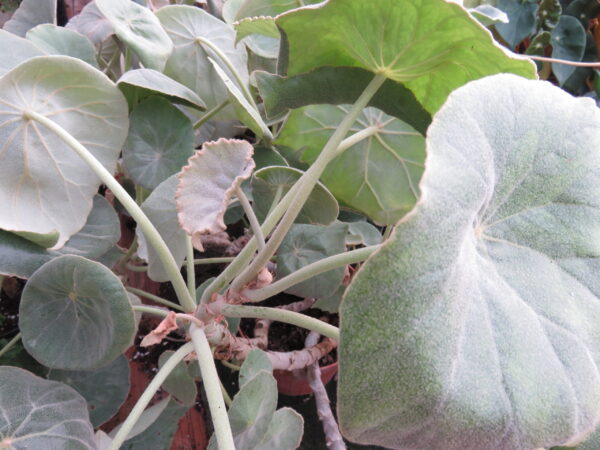 Begonia peltata