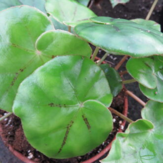 Begonia pinetorum