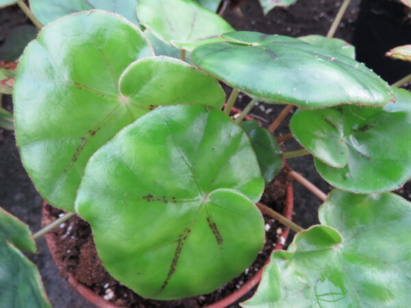 Begonia pinetorum