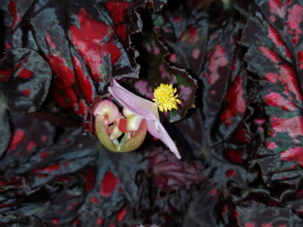 Begonia rex 'Etna'