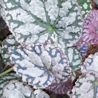 Begonia Chayo