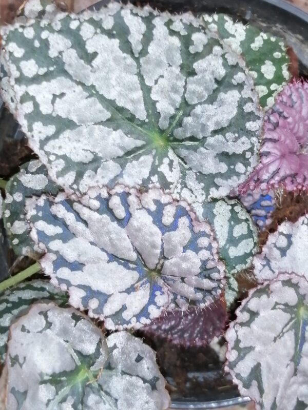 Begonia Chayo