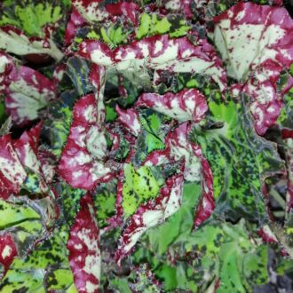 Begonia Samba