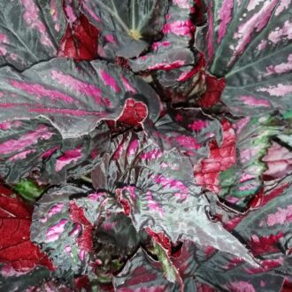 Begonia Rumba