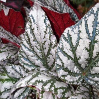Begonia Jolly Silver °