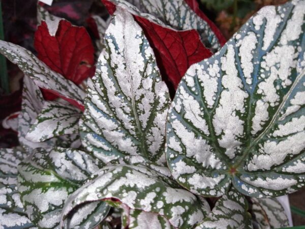 Begonia Jolly Silver °