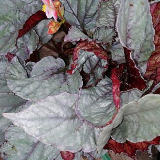 Begonia Italian Ice