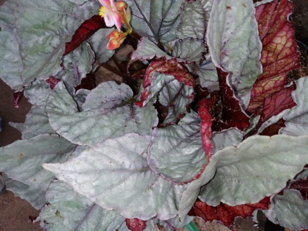 Begonia Italian Ice