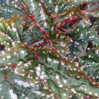 Begonia 'Guy Savard'