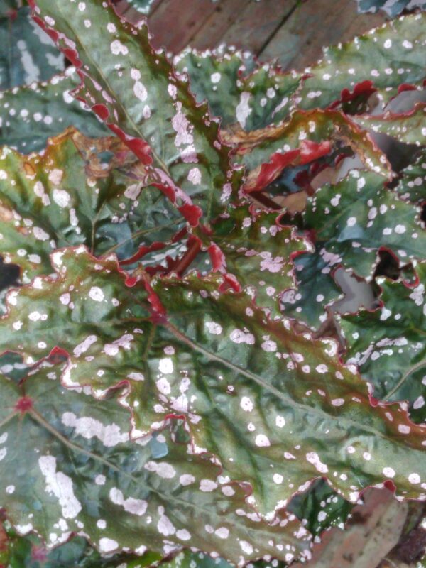 Begonia 'Guy Savard'