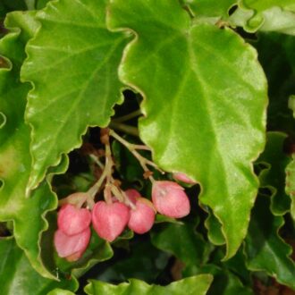 Begonia Tiny Gem