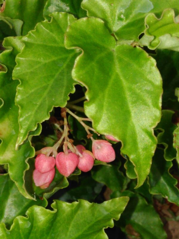 Begonia Tiny Gem