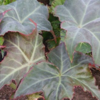 Begonia kenworthyae