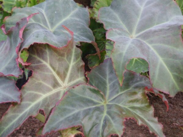Begonia kenworthyae