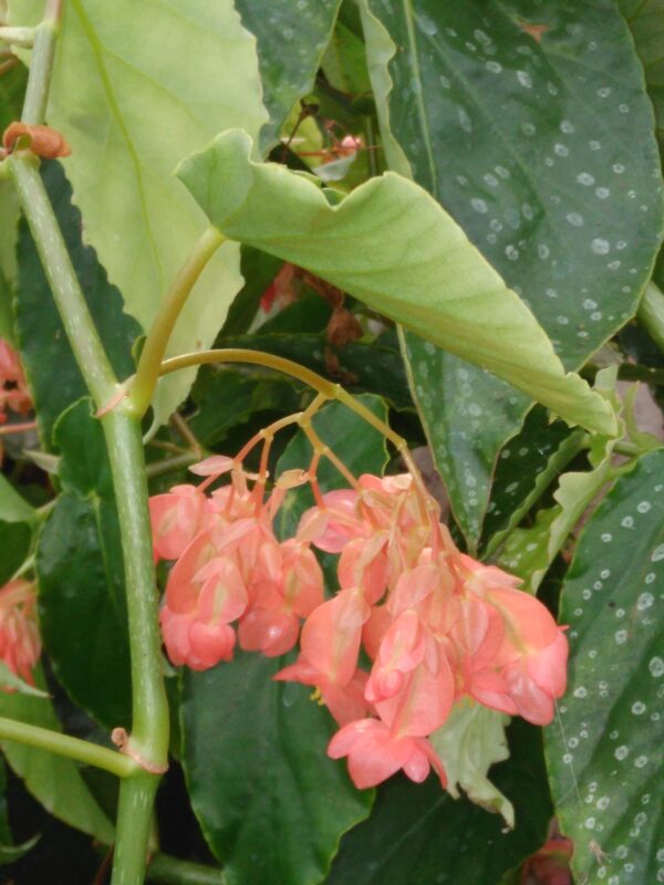 Begonia 'Pink Parade'