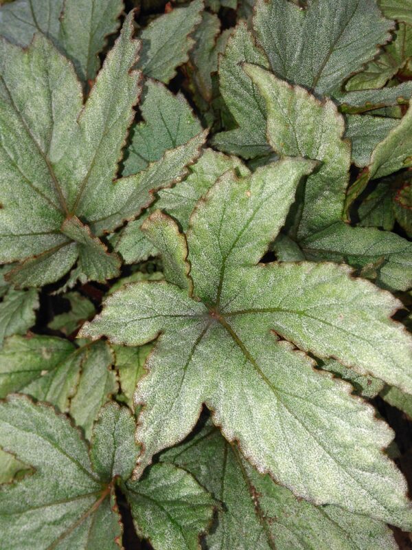 Begonia 'Pollux'