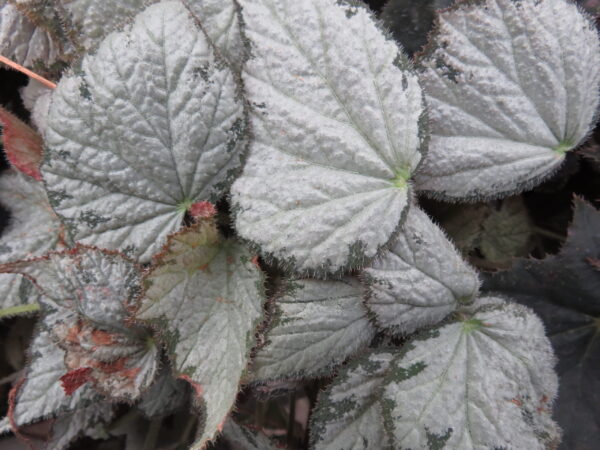 Begonia Queen Olympus