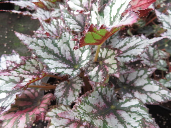 Begonia 'Radiant'