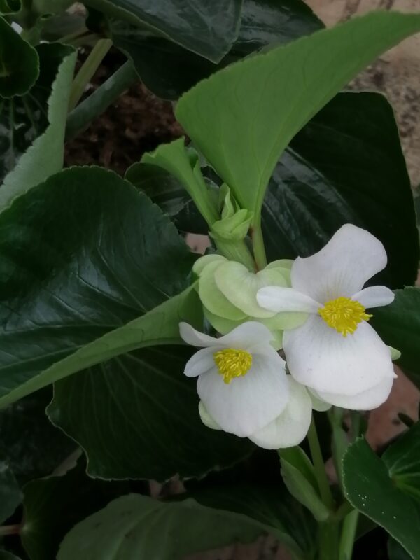Begonia radicans