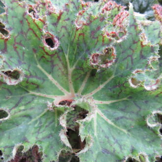 Begonia 'Rara avis'