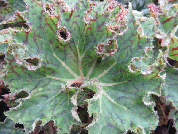 Begonia 'Rara avis'