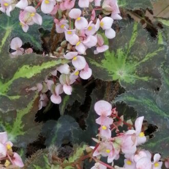 Begonia Rayon Vert