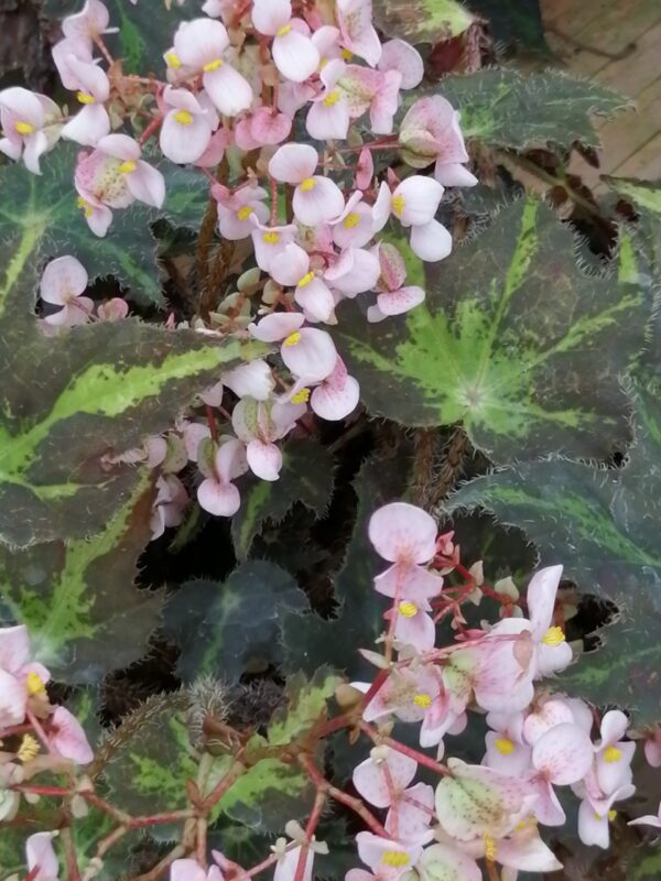 Begonia Rayon Vert