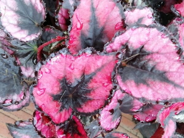 Begonia Regal Minuet