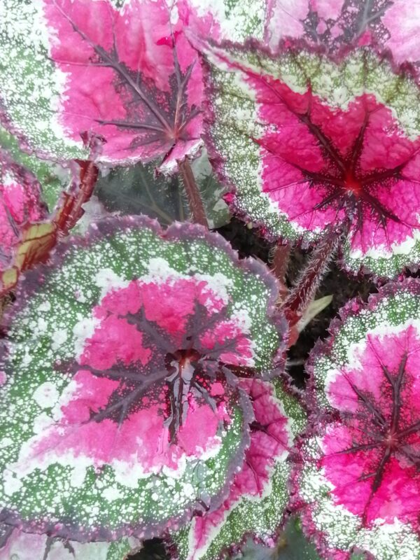Begonia 'Stained Glass'