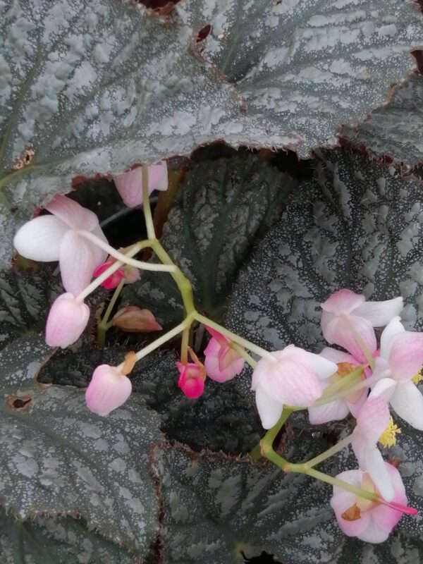 Begonia 'Solid Silver'