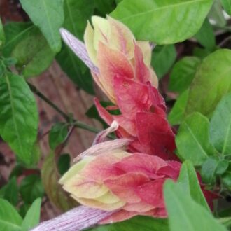 Beloperone (Justicia) guttata