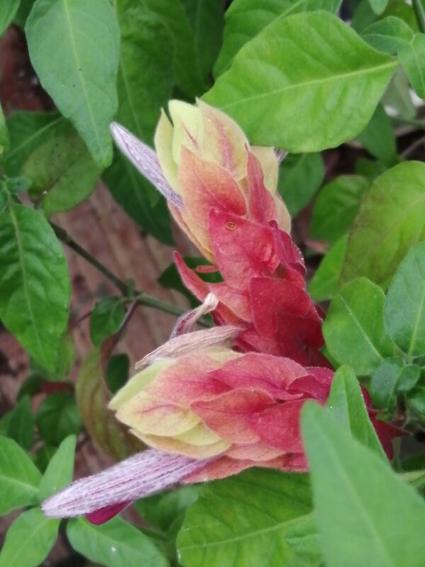 Beloperone (Justicia) guttata