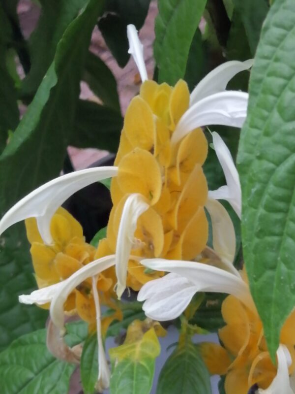 Pachystachys lutea