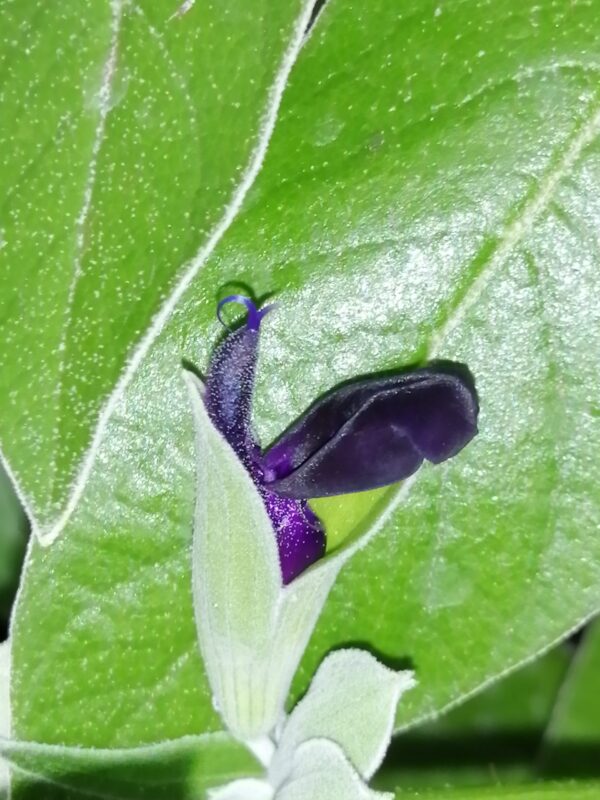 Salvia discolor