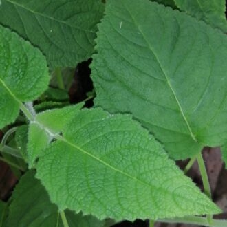 Salvia dorisiana