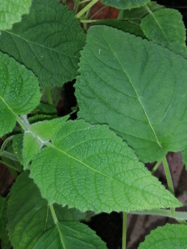 Salvia dorisiana