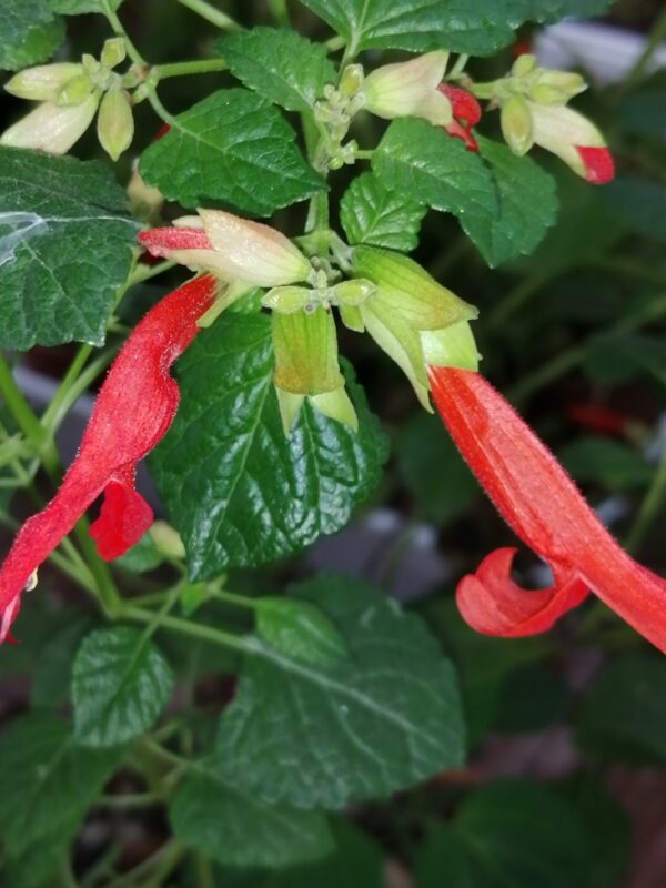 Salvia regla