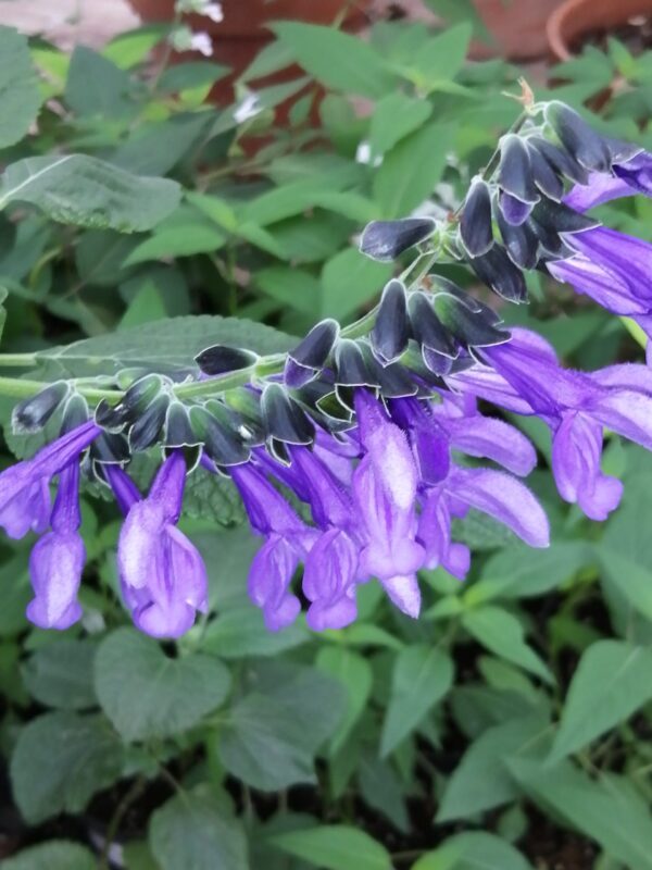 Salvia guaranitica 'Black and Blue'