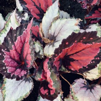 Begonia Holiday