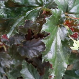 Begonia Richmondensis purpurea