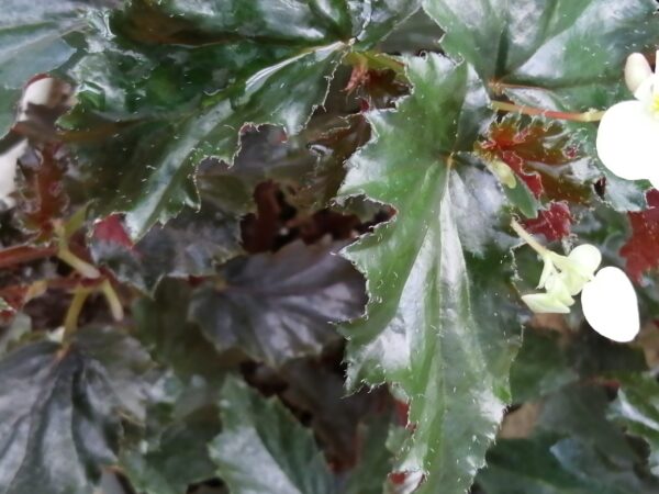 Begonia Richmondensis purpurea